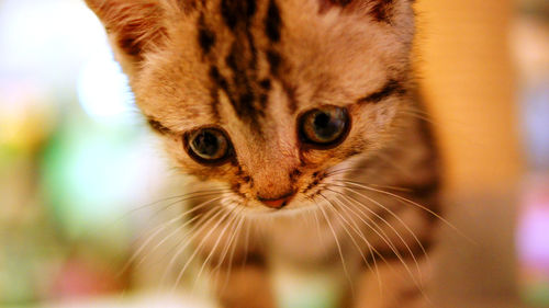 Close-up portrait of cat