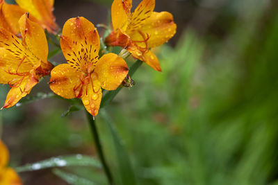 Close-up of yellow flowering plant