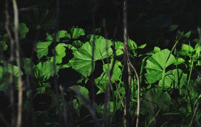 Close-up of fresh green leaves in sunlight