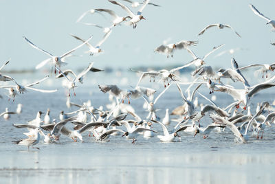 Flock of seagulls flying over sea