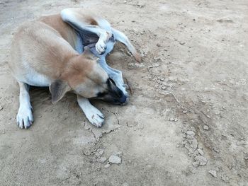 High angle view of puppy sleeping on field