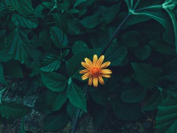 High angle view of yellow flowering plant