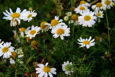 Close-up of white daisy flowers on field