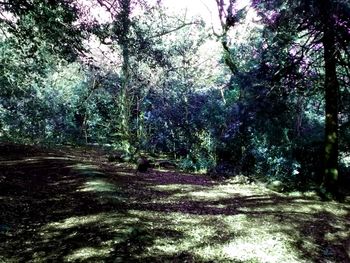 Road passing through forest