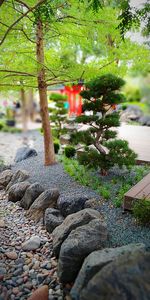 Trees growing in park