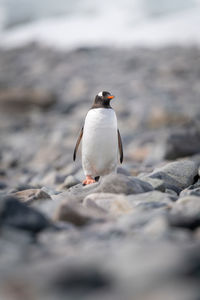 Gentoo penguin stands on rocks watching camera