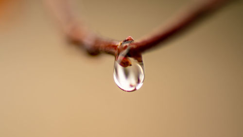 Close-up of water drop on hand against gray background