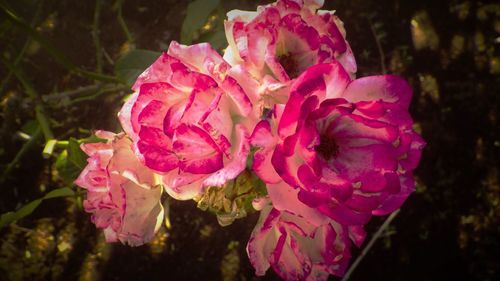 Close-up of pink flowers blooming outdoors