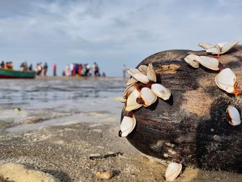 Close-up of shells on beach against sky