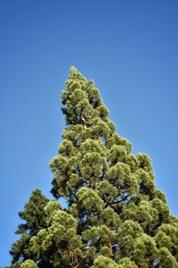 View from below of giant fir tree