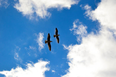 Low angle view of birds flying in sky