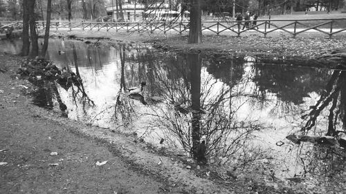 Reflection of trees in lake