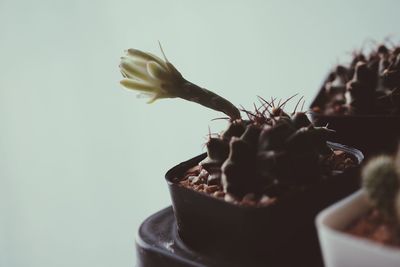 Close-up of potted plant