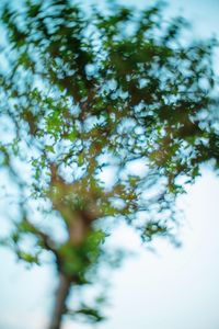 Low angle view of trees against sky