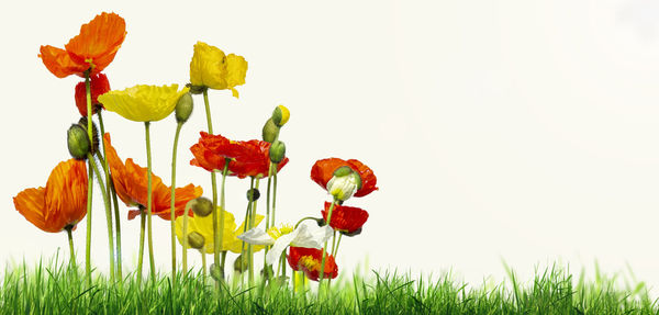 Close-up of red poppy flowers growing on field against sky