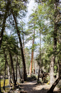 Trees growing in forest