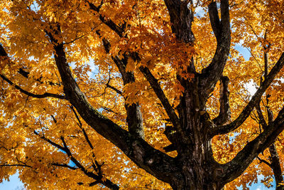 Low angle view of tree during autumn