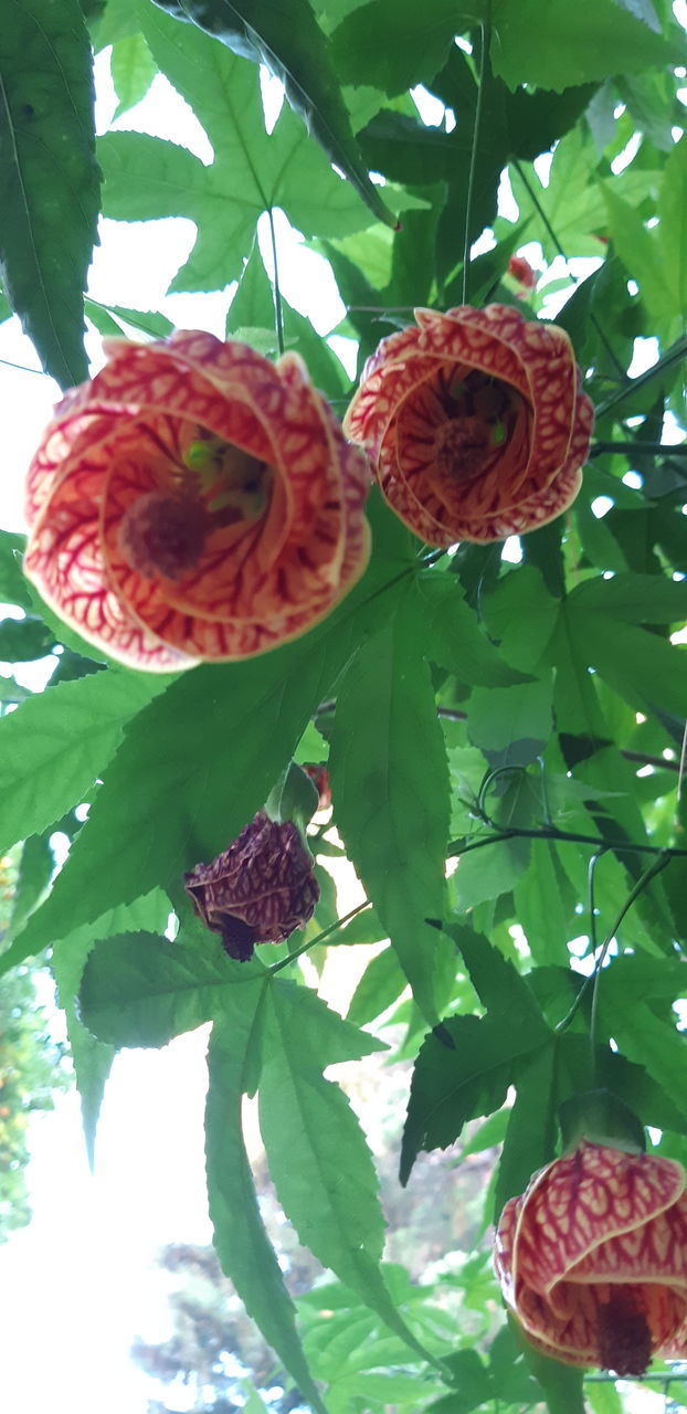 CLOSE-UP OF RED ROSES