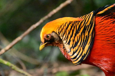 animal themes