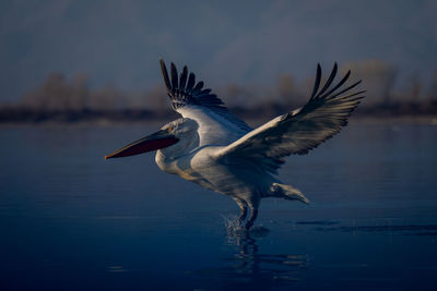 Bird flying over lake