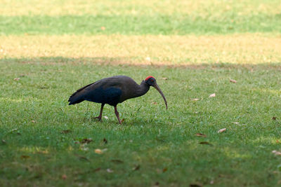 Close-up of bird on field