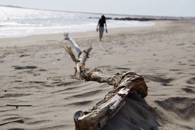 Driftwood on beach