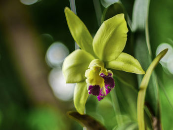 Close-up of flowering plant