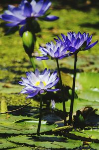 Close-up of purple flowers in pond