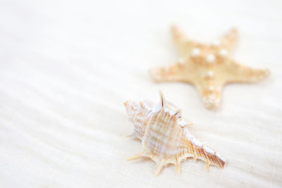 Close-up of seashell on bed