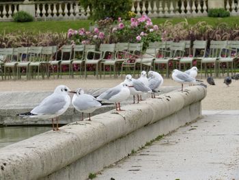 White birds perching on riverbank