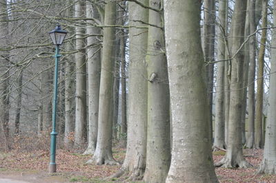 Bamboo trees in forest