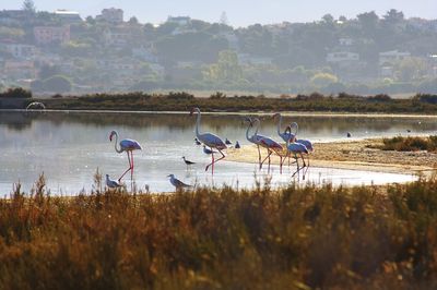Flamingos and seagulls at lake
