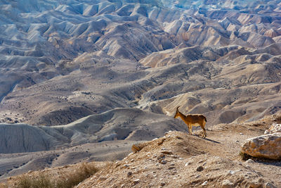 Nubian ibex in the negev desert.