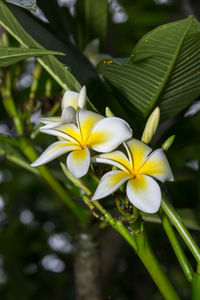 Close-up of white flowering plant