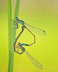 Close-up of damselfly on a plant