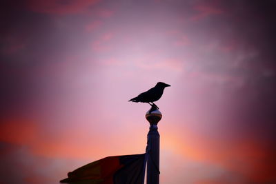 Low angle view of silhouette bird perching on pole against sky