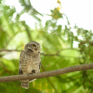 Close-up of a bird perching on branch