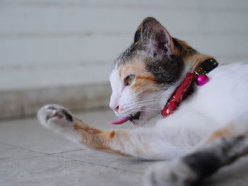 Low angle view of cat lying on floor