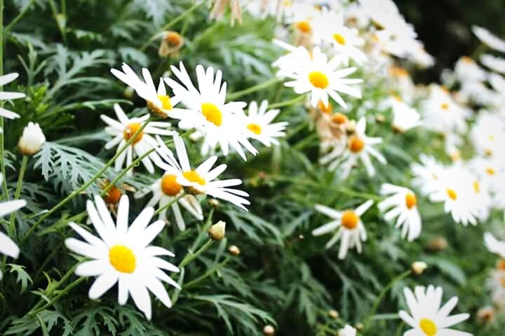 flower, freshness, petal, fragility, white color, growth, flower head, daisy, beauty in nature, blooming, nature, plant, field, high angle view, close-up, focus on foreground, yellow, pollen, in bloom, day