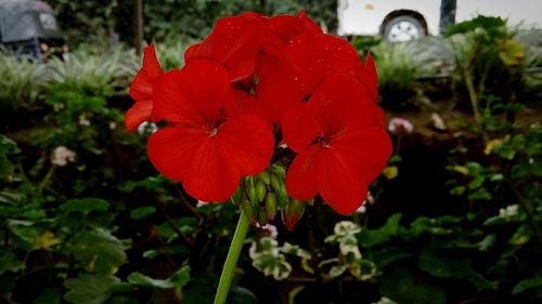 Close-up of red flowers