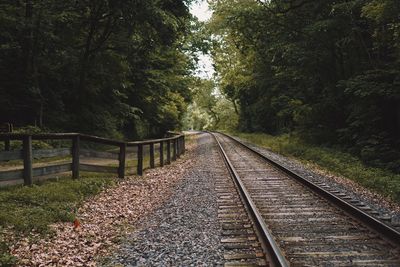 View of railroad tracks in forest