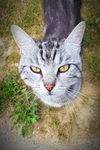 Portrait of cat on grass