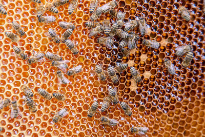 Close-up of bee on leaf