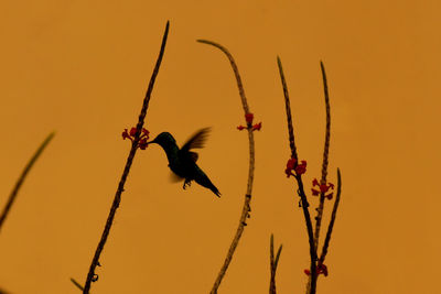 Close-up of bird perching on a orange sunset