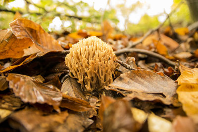 Close-up of dry leaves on field during autumn