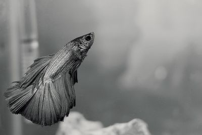 Close-up of fish swimming in sea