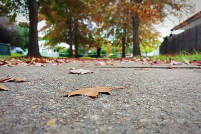 Close-up of dry leaves on fallen tree in park