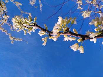 Close-up of cherry blossom against blue sky