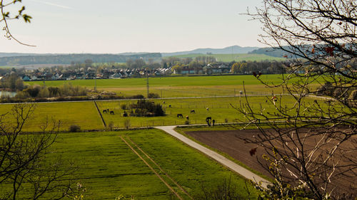 Scenic view of agricultural field against sky