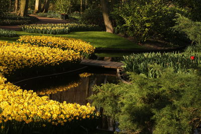 View of flowering plants in park